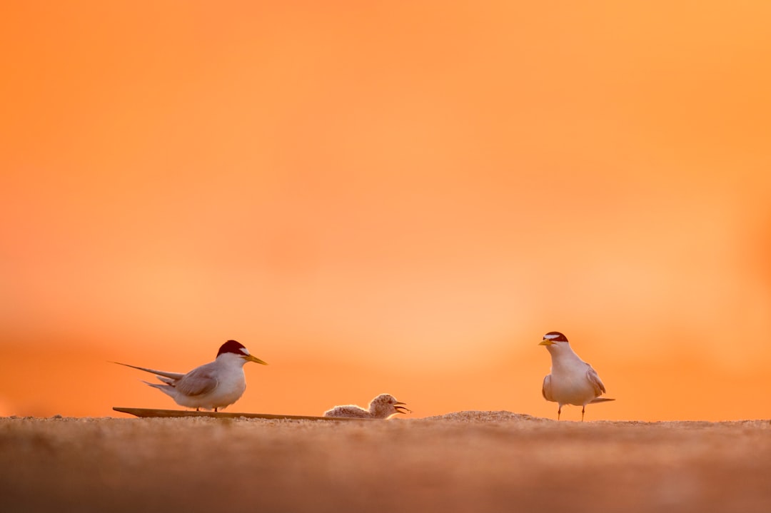 close-up photograph of two white birds