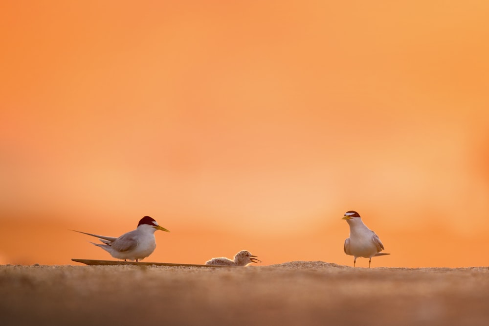 close-up photograph of two white birds