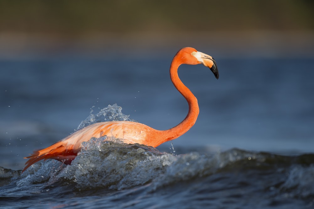 close up photography of flamingo on body of water