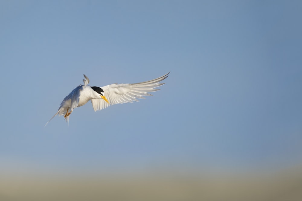 Weißer und schwarzer Vogel auf dem Flug