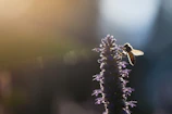Close-up of a honeybee delicately perched on a blooming wildflower in soft morning light.