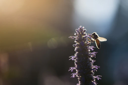 Close-up of a honeybee delicately perched on a vibrant flower petal, collecting nectar in soft morning light.