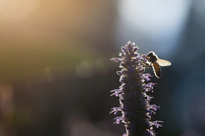Close-up of a honeybee delicately perched on a blooming wildflower in soft morning light.