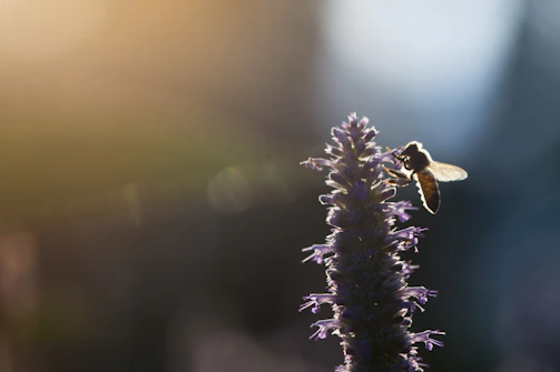 Close-up of a beekeeper gently handling a honeybee on a flower in a sunlit garden.