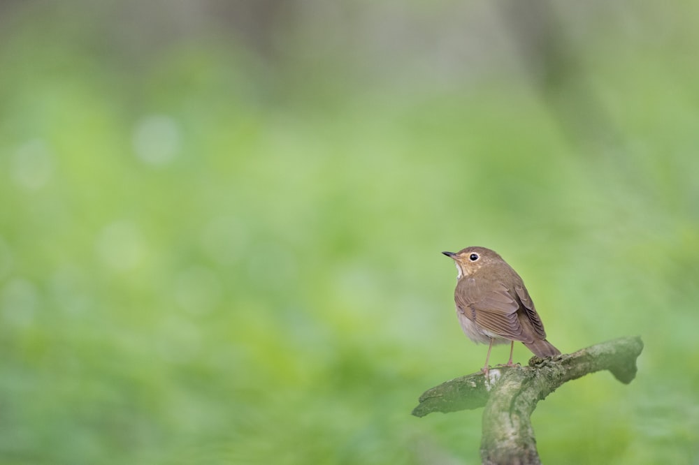 brown bird