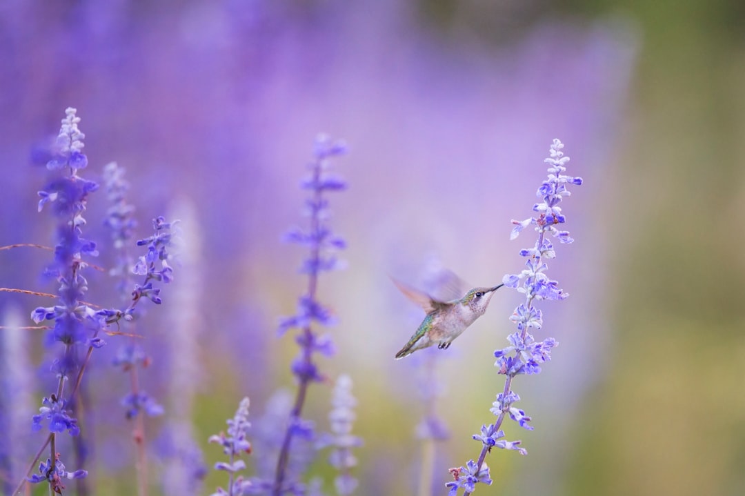 closeup photo of bird beside purple petal flowers