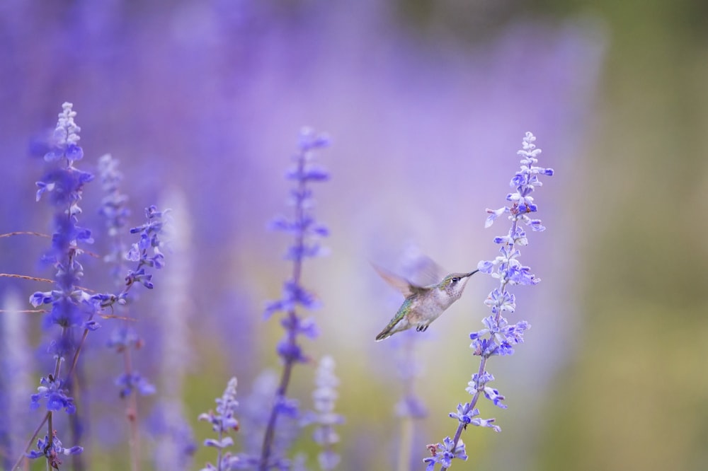 photo en gros plan d’un oiseau à côté de fleurs de pétales violets