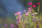 picture of a yellow and black bird on flower