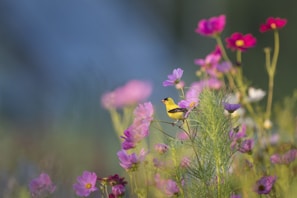 picture of a yellow and black bird on flower