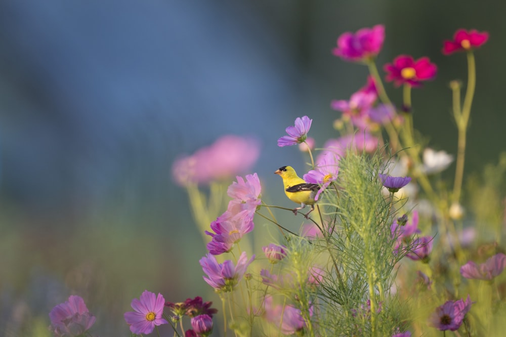 gelber und schwarzer Vogel auf Blüte