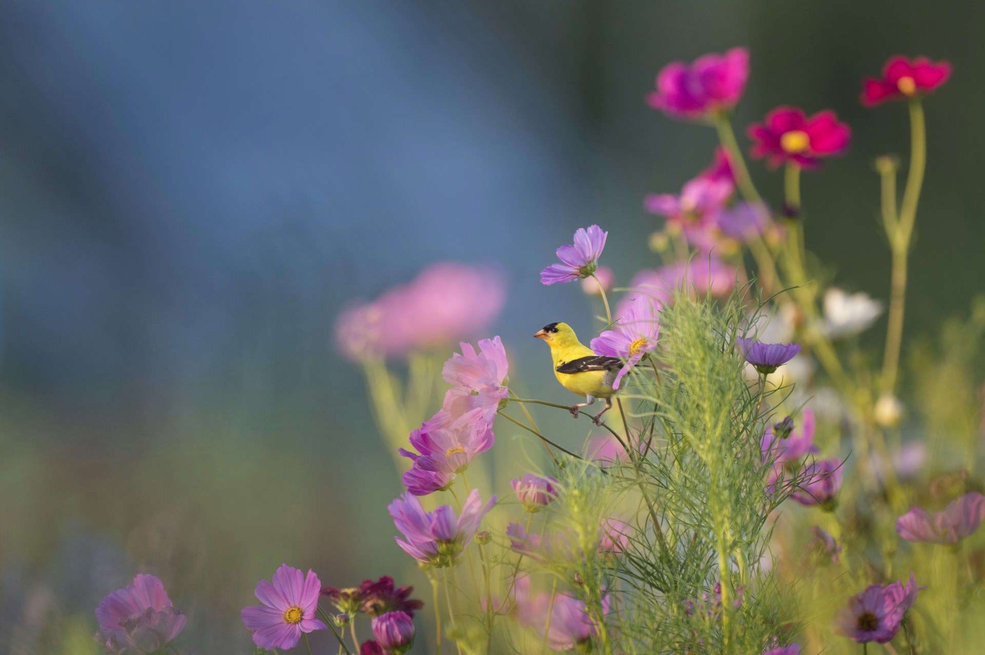 yellow and black bird on flower