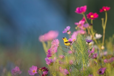 yellow and black bird on flower flowers teams background
