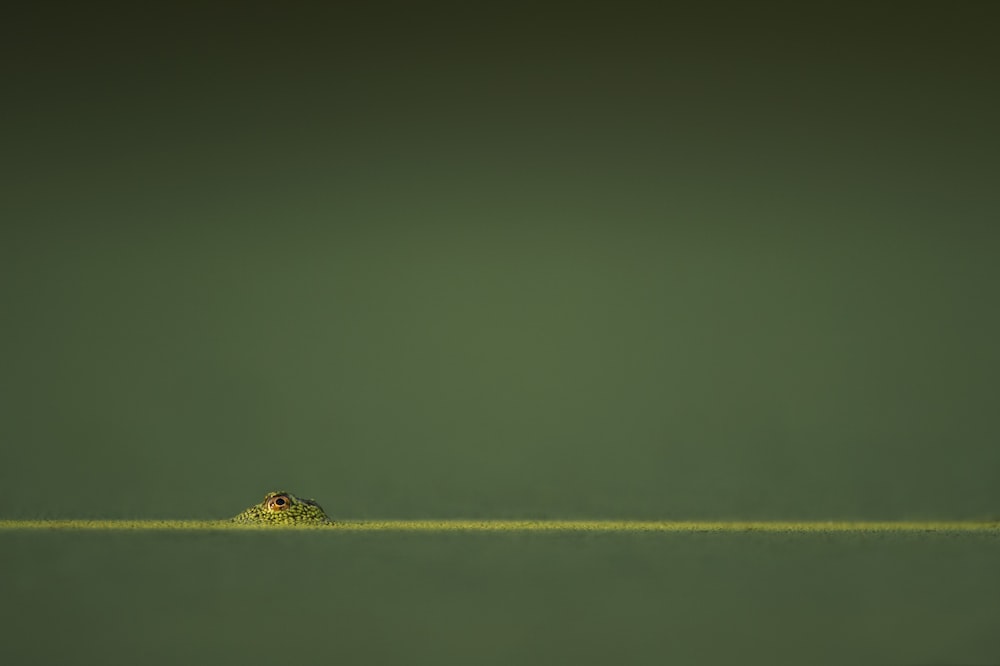 Anfibio verde en agua verde