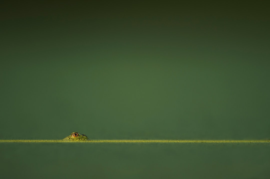 green amphibian in green water