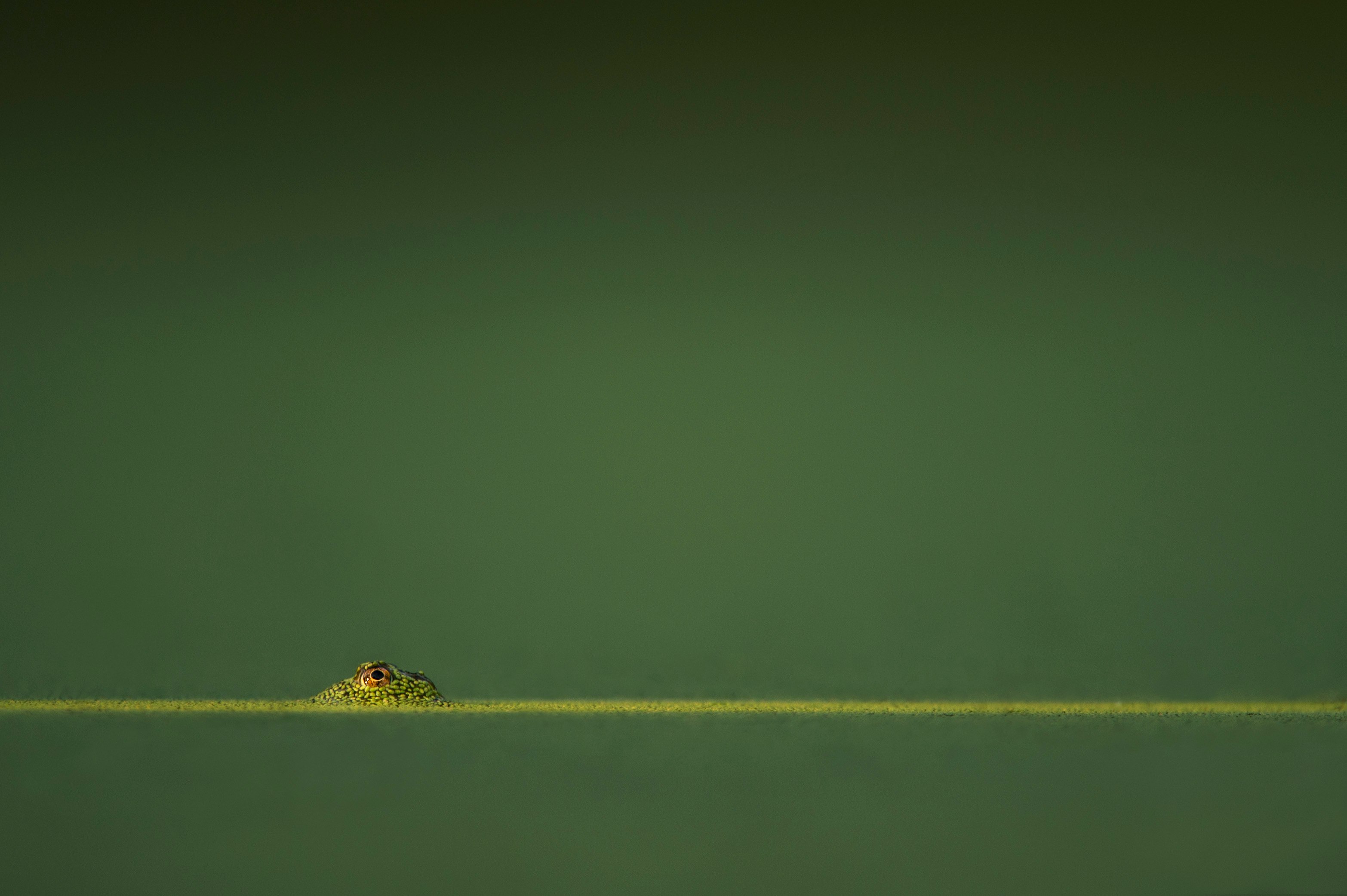 green amphibian in green water