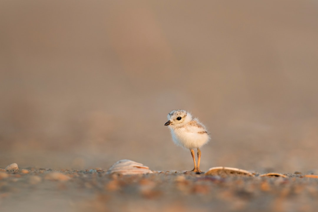 focus photography of chick on gray ground