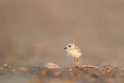 focus photography of chick on gray ground cute teams background