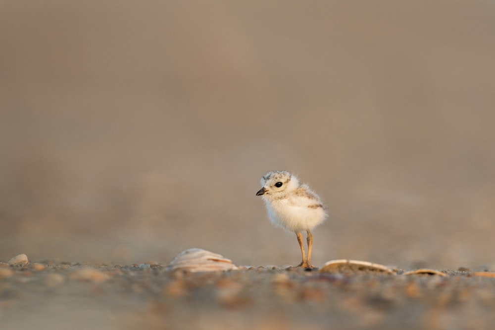 focus photography of chick on gray ground