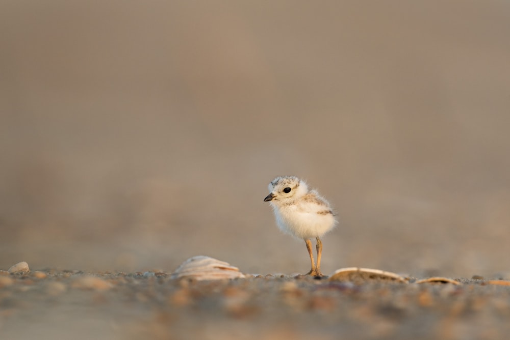 Photographie de mise au point d’un poussin sur fond gris