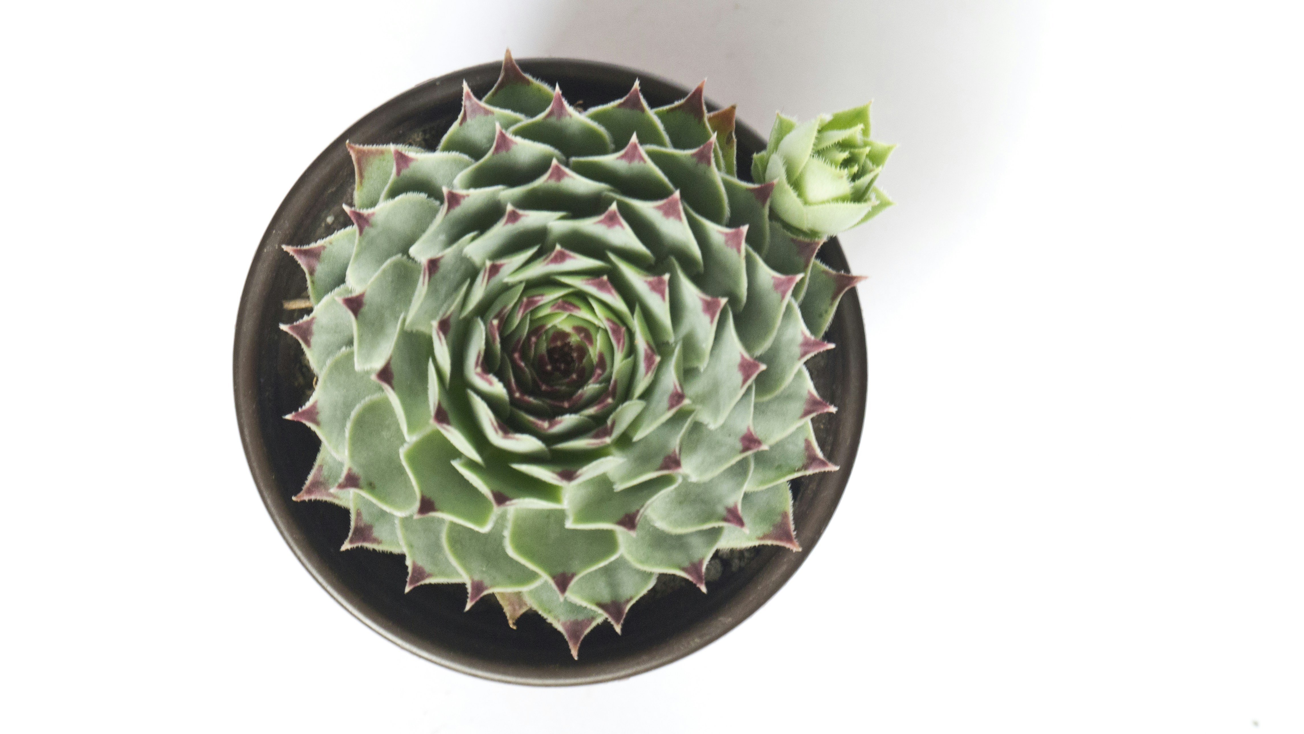 Free Unsplash photo from Celso A. Torres Pirron