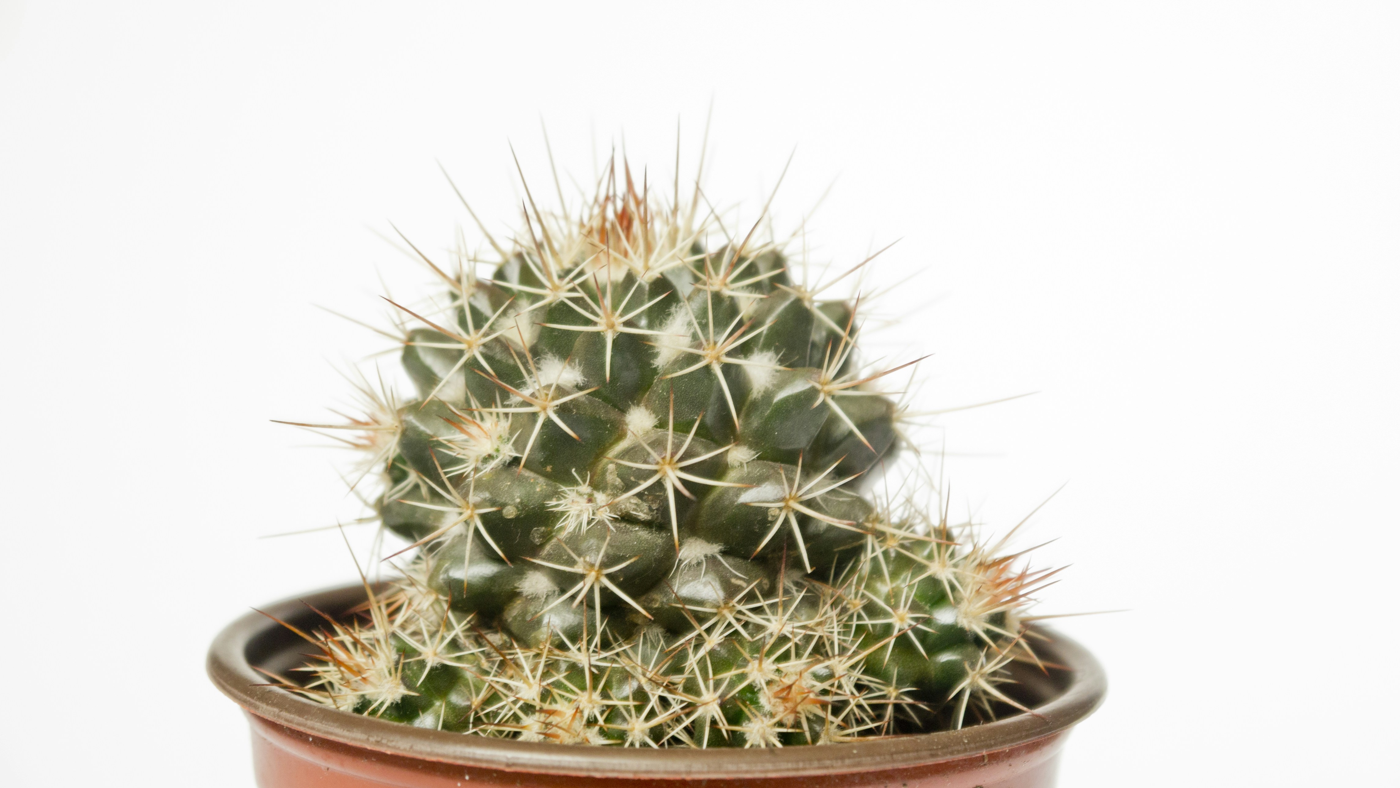 Free Unsplash photo from Celso A. Torres Pirron