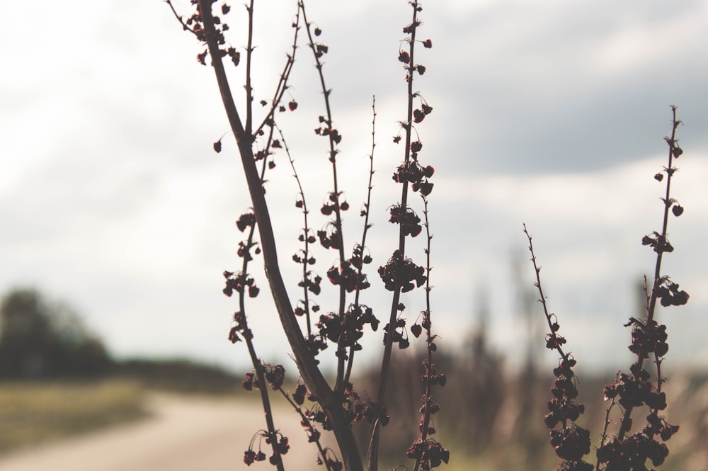 brown plant in tilt shift lens