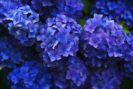 purple flowers  HYDRANGEA PLANT