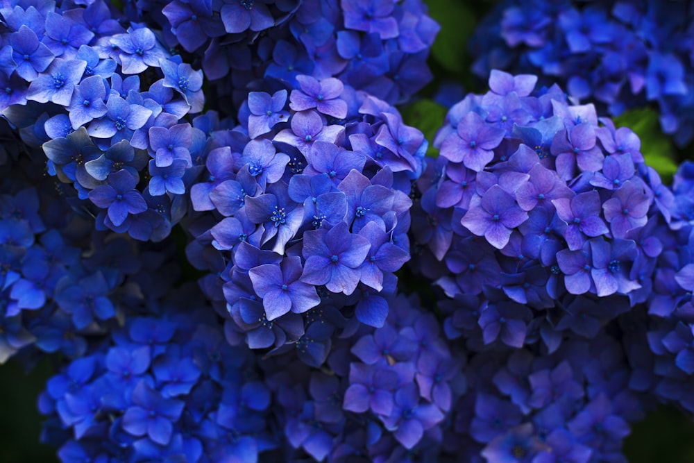 purple flowers for making ink