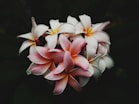white and pink petaled flowers in the dark