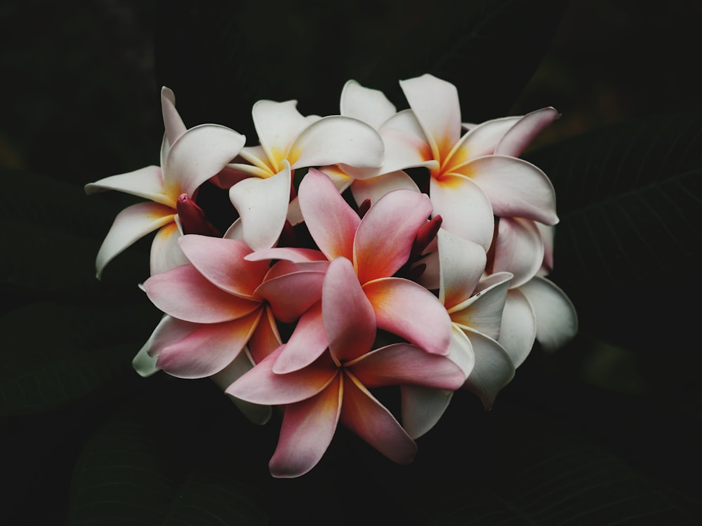 flores de pétalos blancos y rosados en la oscuridad