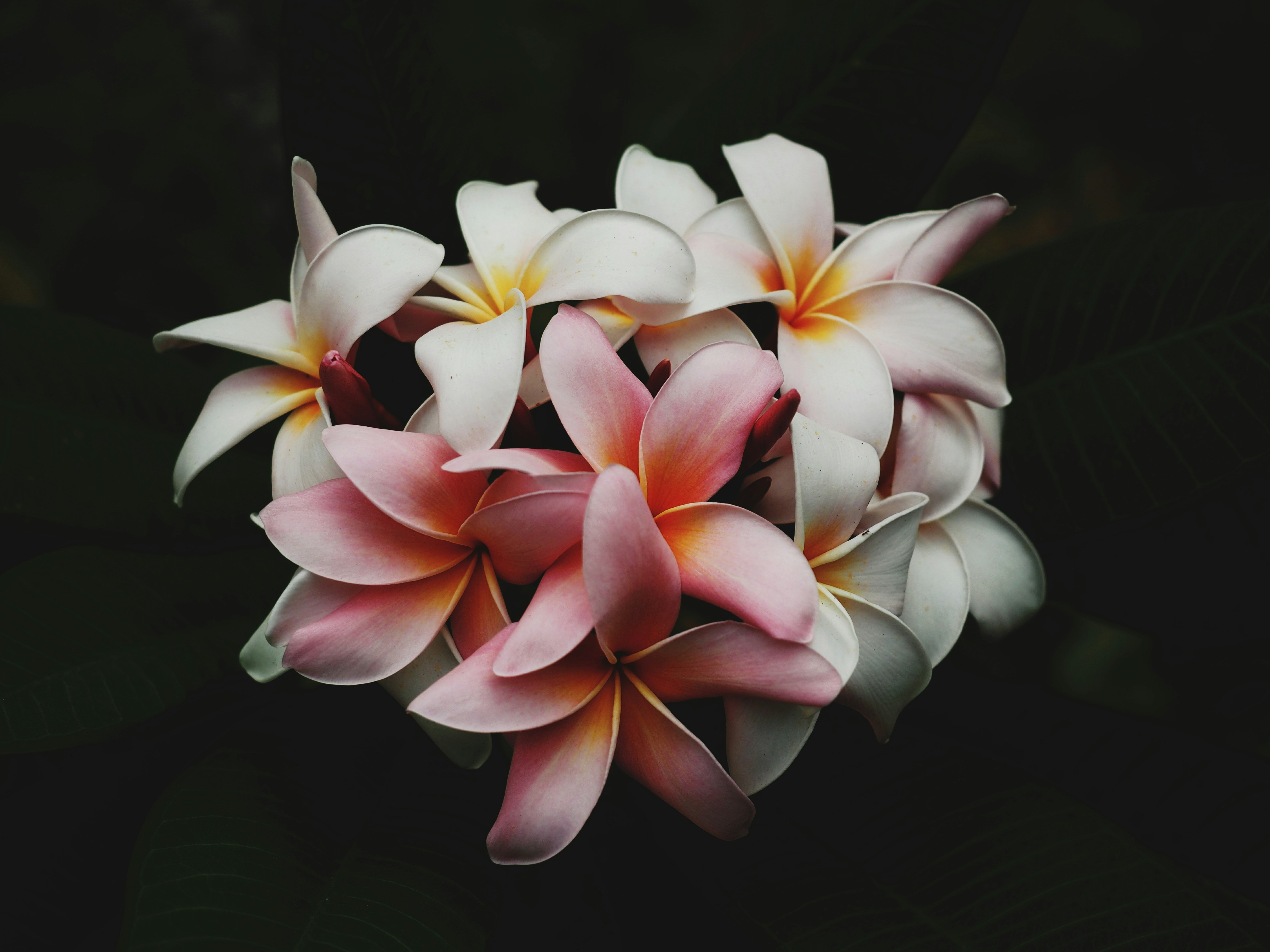 white and pink petaled flowers in the dark