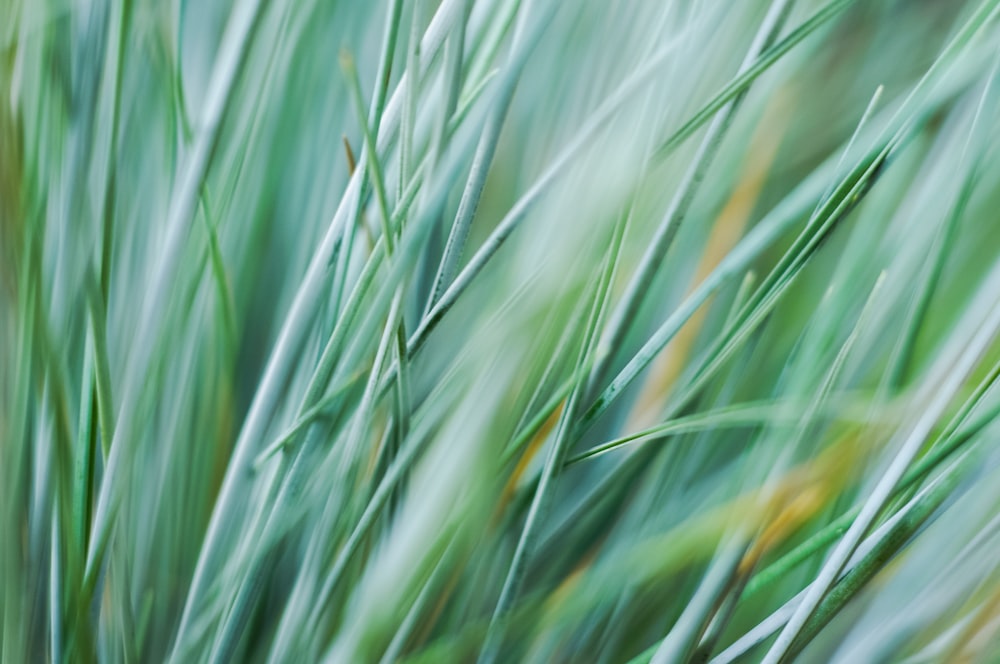 green and white leaf plant