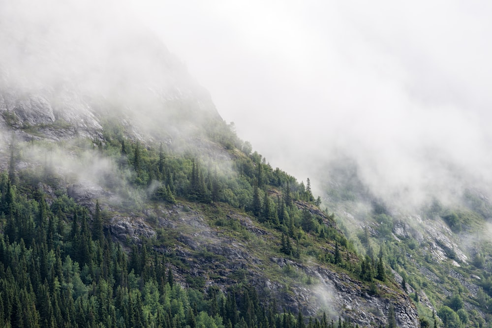 pinos verdes en la montaña bajo la niebla
