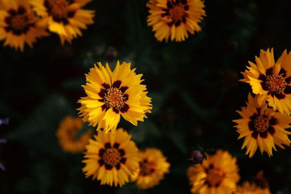 close-up photograph of yellow petaled flower plant