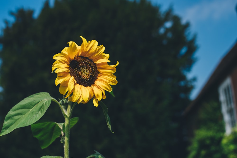 Fotografia a fuoco selettiva del girasole