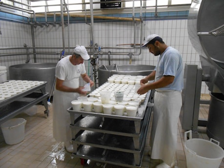 Two workers are in a cheese factory, handling trays filled with white containers. The room features industrial equipment and tiled walls, giving a clean and organized appearance. Both individuals are wearing white aprons and caps as they work.
