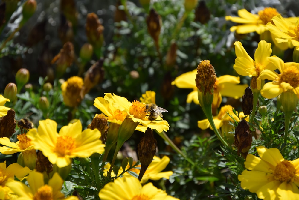 a bunch of yellow flowers that are in the grass