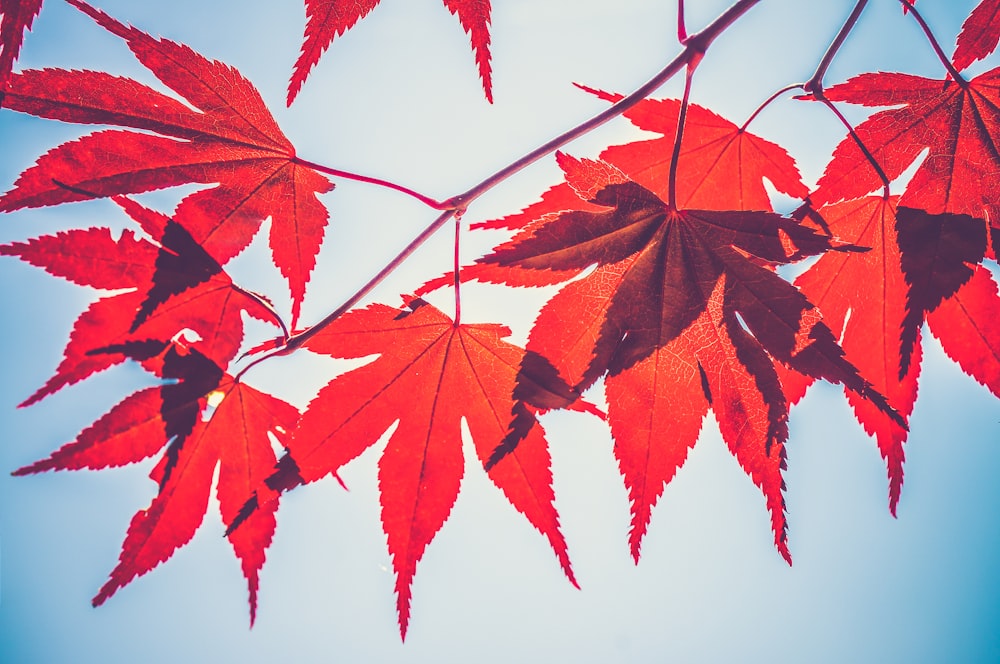 selective focus photography of red maple leaves