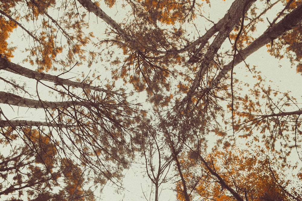 Fotografía de primer plano de lote de árboles marrones
