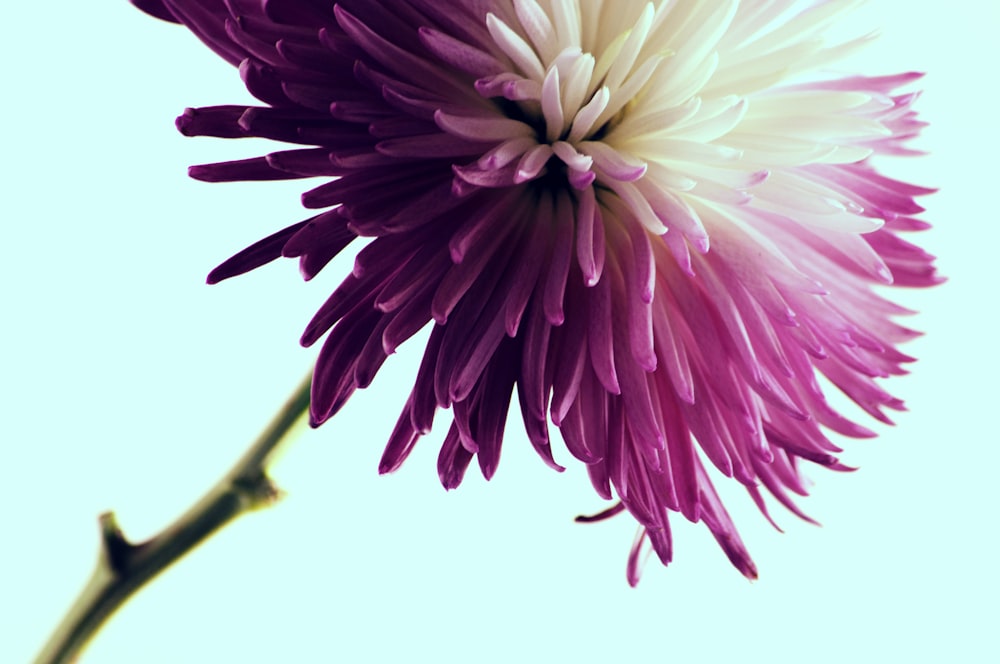 shallow focus photography of pink and white flower