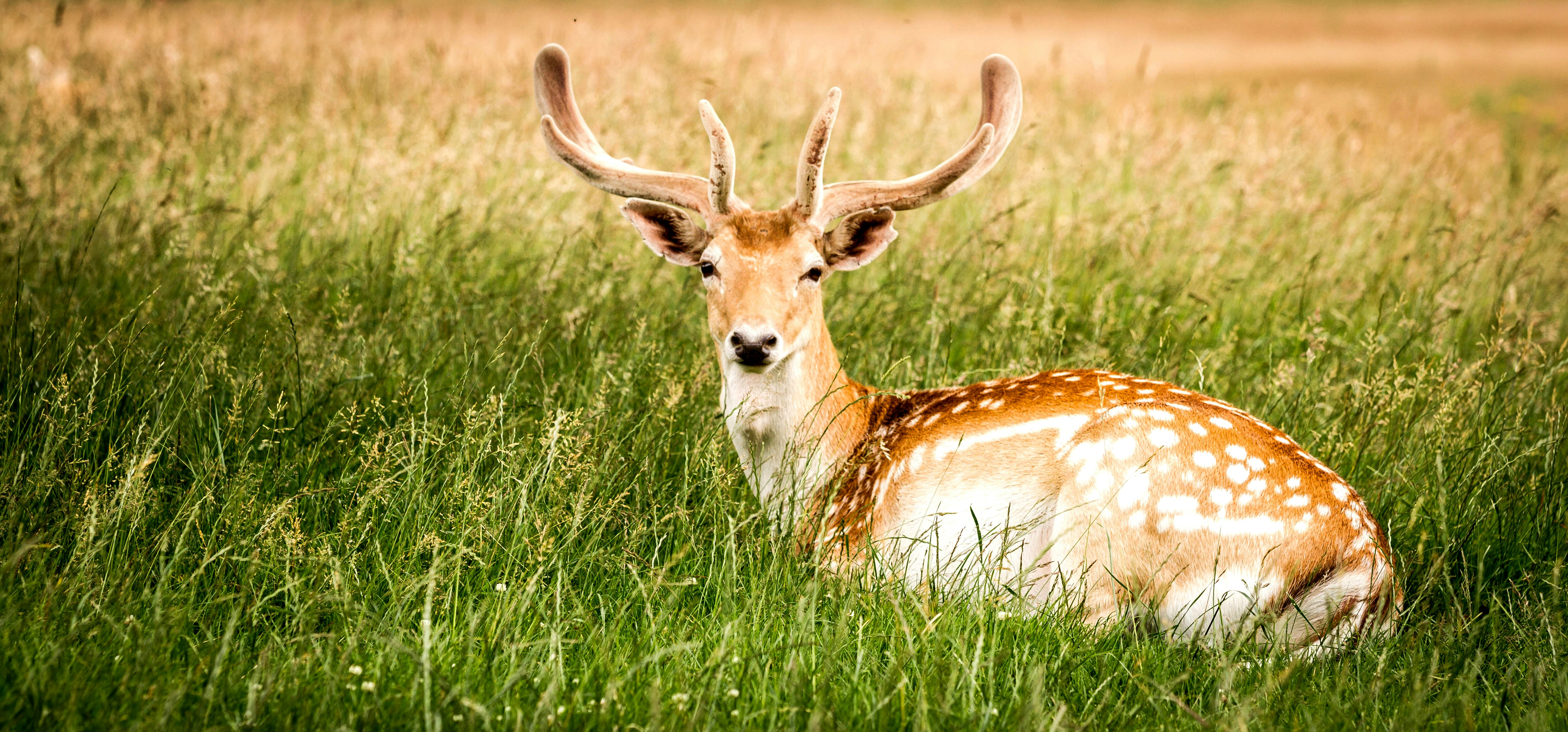 Free Unsplash photo from Ritchie Valens