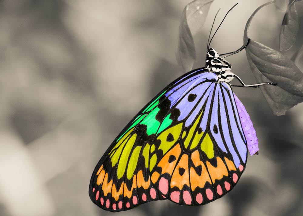 A colorful butterfly on a leaf, with a gray blurred background.