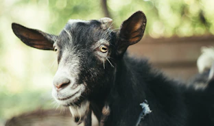 A close-up of a calm goat with a simple farm background