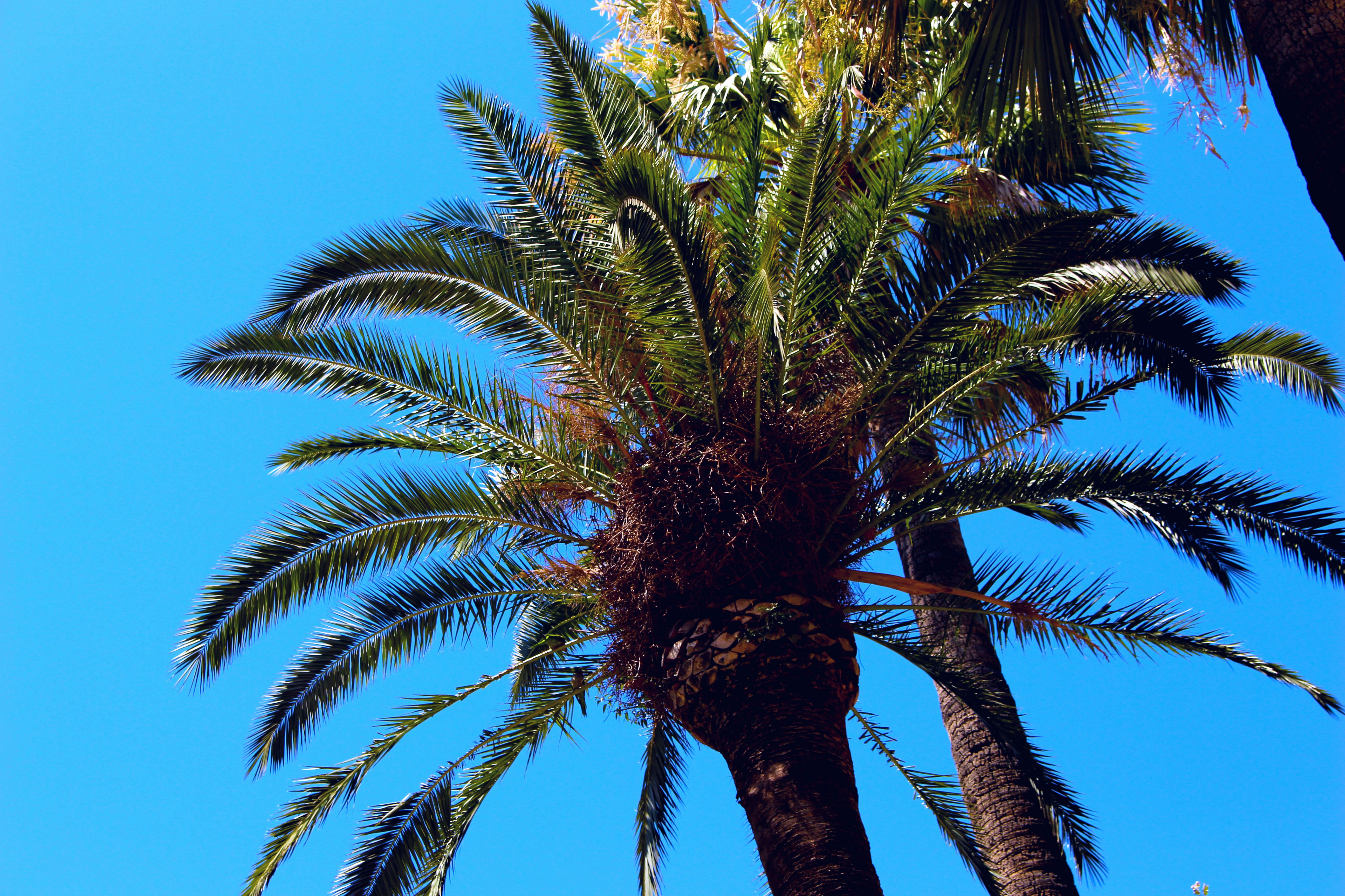 Free Unsplash photo from Luca Petolillo