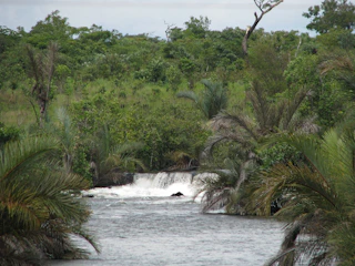 A lush tropical forest with a river flowing through, symbolizing conservation and natural beauty.