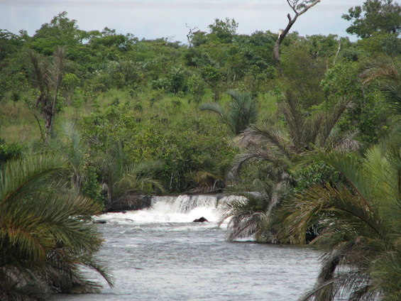 A lush tropical forest with a river flowing through, symbolizing conservation and natural beauty.