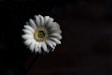 white daisy flower