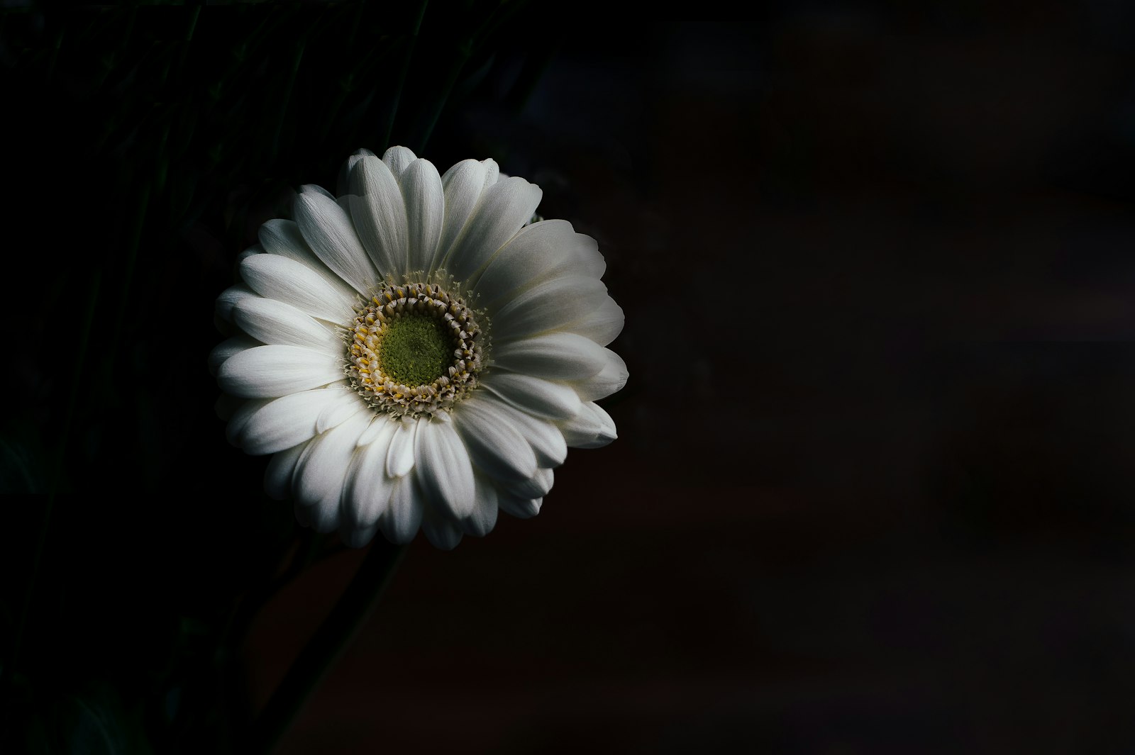 Nikon D4S + Nikon AF-S Nikkor 50mm F1.8G sample photo. White daisy flower photography