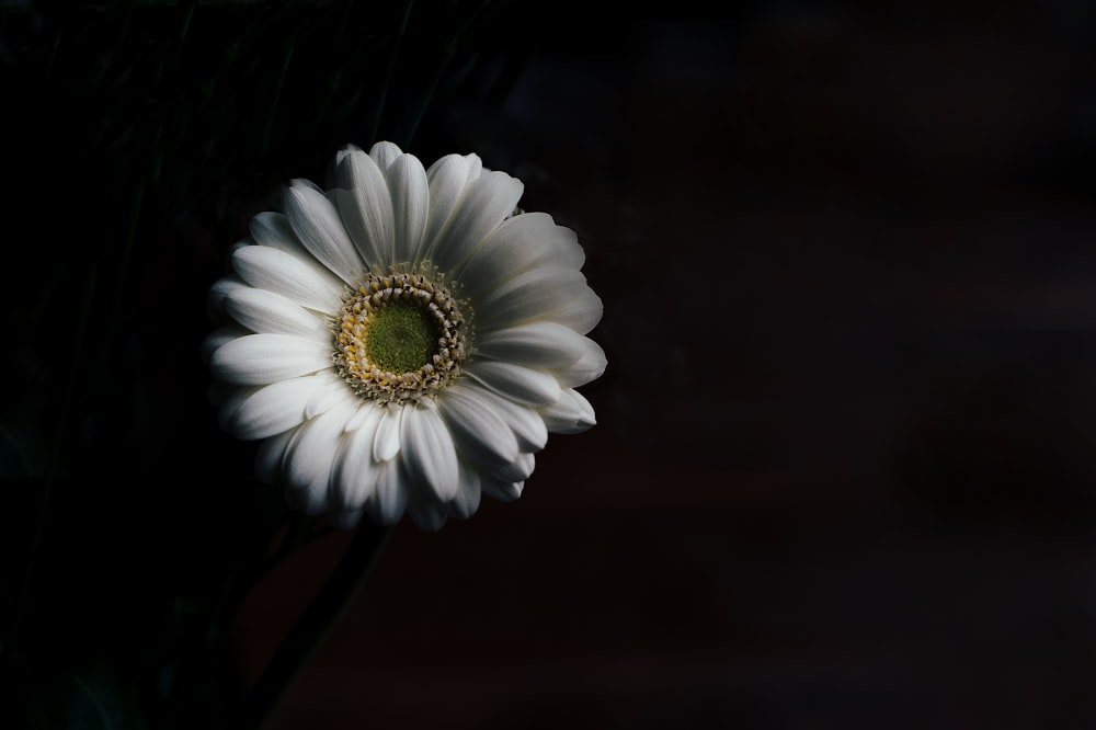 fleur de marguerite blanche