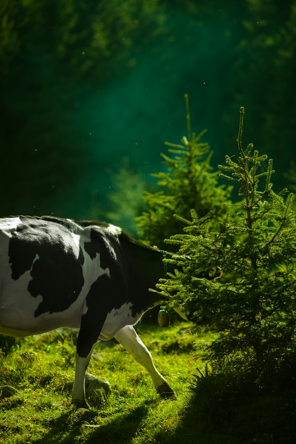 vache blanche et noire se cachant sur un arbre à feuilles vertes pendant la journée